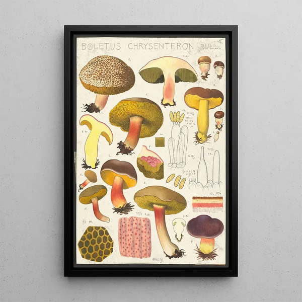 Boletus chrysenteron Bull - Hans Baldung — inramlat konstverk på väggen