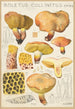 Boletus collinitus - Hans Baldung — vy av konstverket