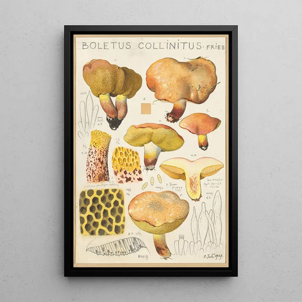 Boletus collinitus - Hans Baldung — inramlat konstverk på väggen
