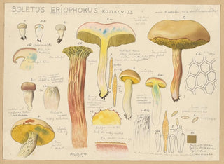 Boletus eriophorus - Hans Baldung — vy av konstverket