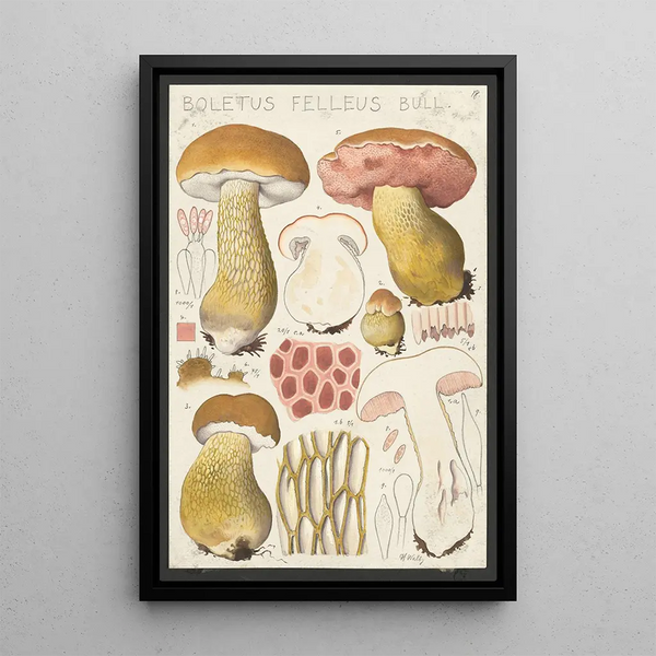 Boletus felleus Bull - Hans Baldung — inramlat konstverk på väggen