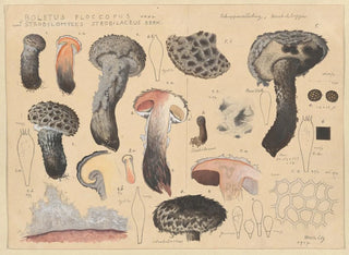 Hans Walty - Boletus floccopus Vahl Strobilomyces strobilaceus Berk.webp