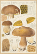 Boletus impolitus - Hans Baldung — vy av konstverket