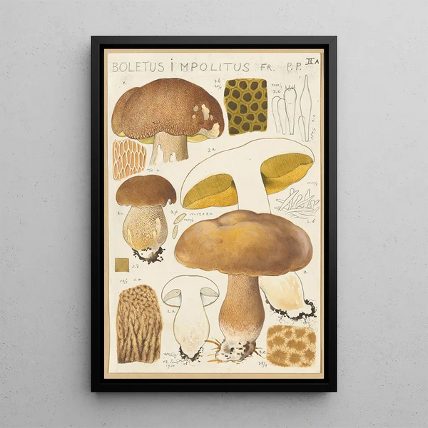 Boletus impolitus - Hans Baldung — inramlat konstverk på väggen