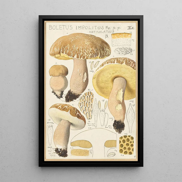 Boletus impolitus Fr reticulatus - Hans Baldung — inramlat konstverk på väggen