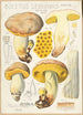 Boletus leoninus - Hans Baldung — vy av konstverket