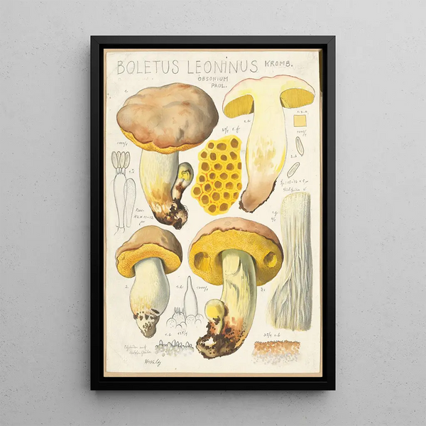Boletus leoninus - Hans Baldung — inramlat konstverk på väggen