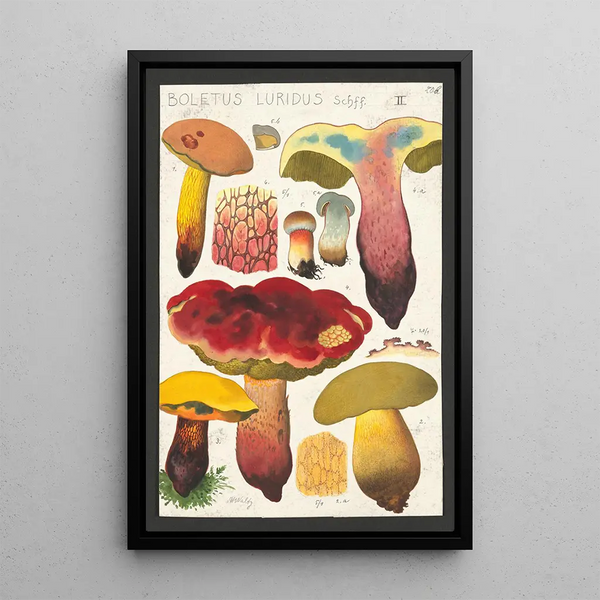 Boletus luridus Schaeffer - Hans Baldung — inramlat konstverk på väggen