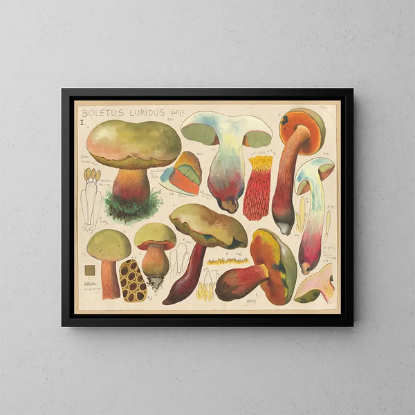 Boletus luridus - Hans Baldung — inramlat konstverk på väggen