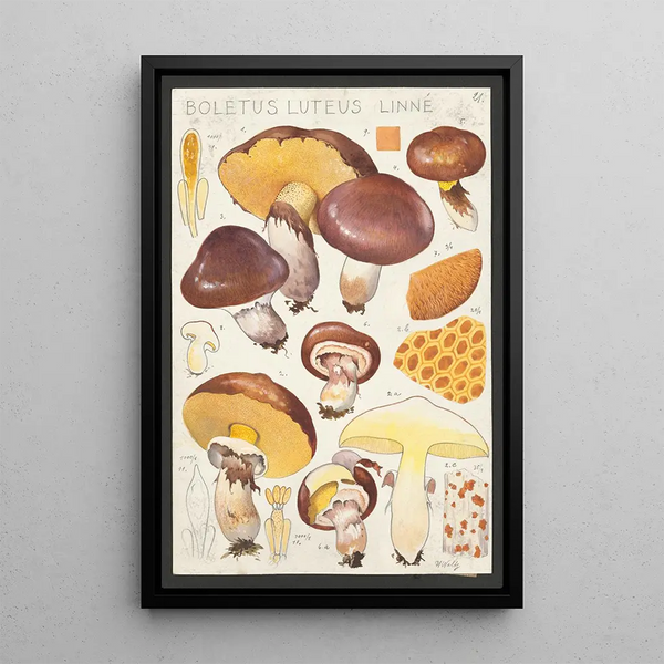 Boletus luteus Linn - Hans Baldung — inramlat konstverk på väggen