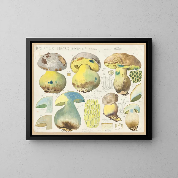 Boletus macrocephalus - Hans Baldung — inramlat konstverk på väggen