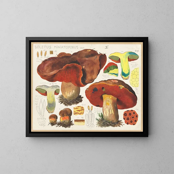 Boletus miniatoporus - Hans Baldung — inramlat konstverk på väggen