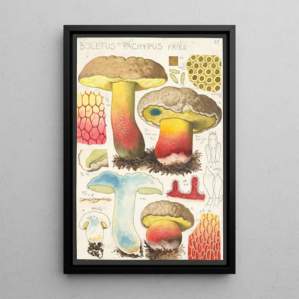 Boletus pachypus Fries - Hans Baldung — inramlat konstverk på väggen
