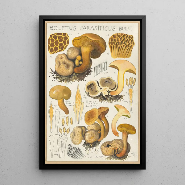 Boletus parasiticus - Hans Baldung — inramlat konstverk på väggen