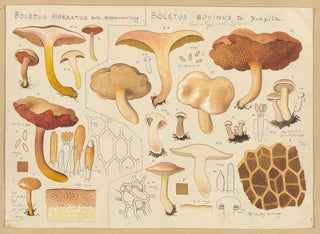 Bolet piperatus Bolet bovinus - Hans Baldung — vy av konstverket