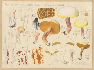 Boletus placidus - Hans Baldung — vy av konstverket