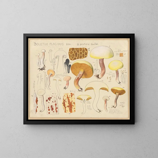 Boletus placidus - Hans Baldung — inramlat konstverk på väggen