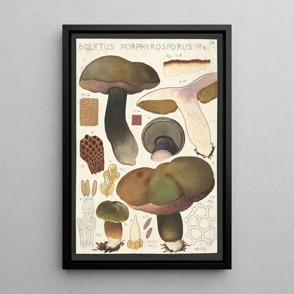 Boletus porphyrosporus Fr - Hans Baldung — inramlat konstverk på väggen