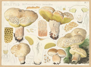 Hans Walty - Boletus reticulatus Schaeffer.webp