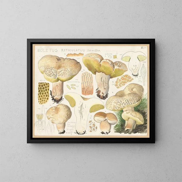 Boletus réticulé - Hans Baldung — inramlat konstverk på väggen