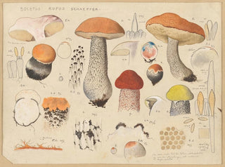 Hans Walty - Boletus rufus Schaeffer.webp
