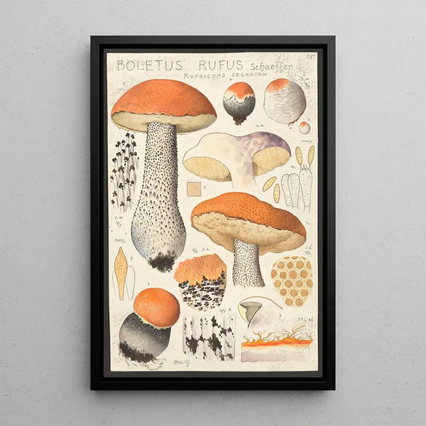 Boletus rufus Schaeffer rufescens secretan - Hans Baldung — inramlat konstverk på väggen