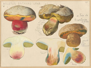 Hans Walty - Boletus satanas Lenz.webp