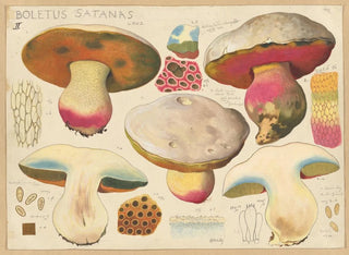 Boletus satanas - Hans Baldung — vy av konstverket