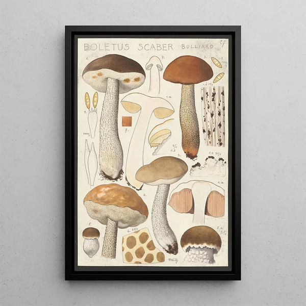 Boletus scaber Bulliard - Hans Baldung — inramlat konstverk på väggen