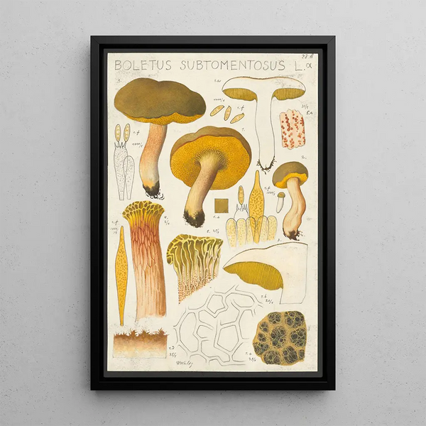Boletus subtomentosus L - Hans Baldung — inramlat konstverk på väggen