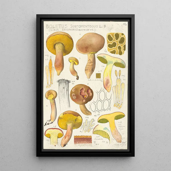 Boletus subtomentosus L Subsp eriophorus Rostkowius - Hans Baldung — inramlat konstverk på väggen
