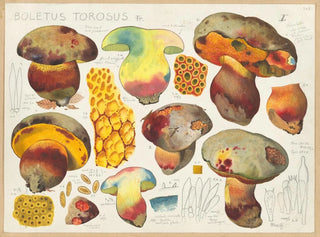 Boletus torosus - Hans Baldung — vy av konstverket