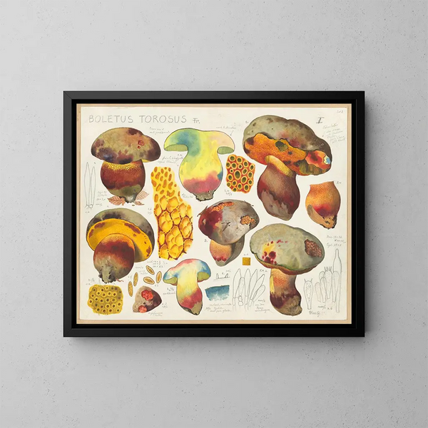 Boletus torosus - Hans Baldung — inramlat konstverk på väggen