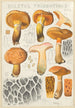 Boletus tridentinus - Hans Baldung — vy av konstverket