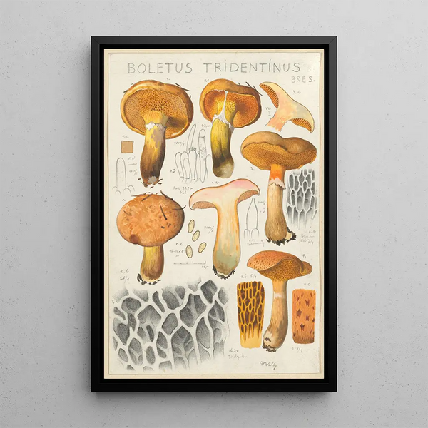 Boletus tridentinus - Hans Baldung — inramlat konstverk på väggen