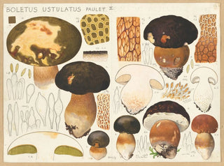 Boletus ustulatus - Hans Baldung — vy av konstverket