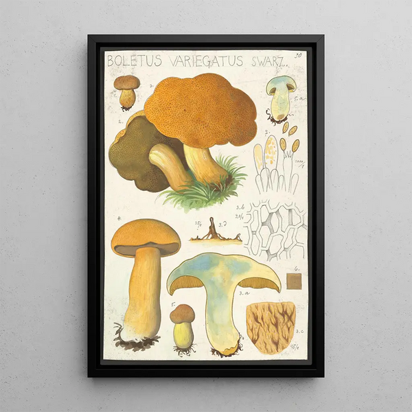 Boletus variegatus Swarz - Hans Baldung — inramlat konstverk på väggen