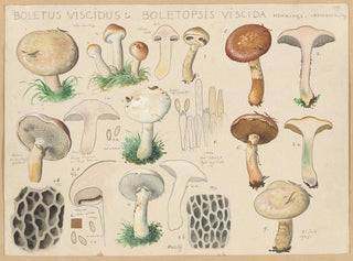 Boletus viscidus - Hans Baldung — vy av konstverket
