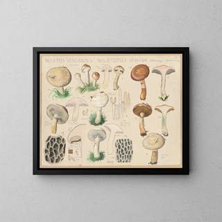 Boletus viscidus - Hans Baldung — inramlat konstverk på väggen