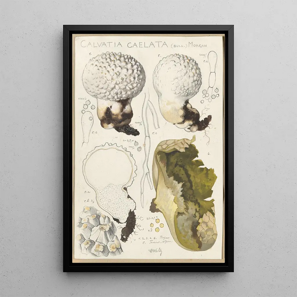 Calvatia caelata - Hans Baldung — inramlat konstverk på väggen