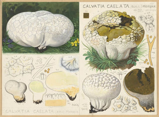 Calvatia caelata - Hans Baldung — vy av konstverket