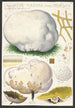 Calvatia maxima Schff Morgan Globaria bovista L - Hans Baldung — vy av konstverket