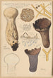 Calvatia saccata - Hans Baldung — vy av konstverket