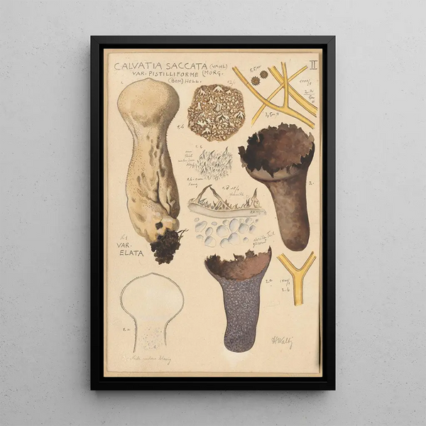 Calvatia saccata - Hans Baldung — inramlat konstverk på väggen