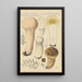 Calvatia saccata var Pistilliformis - Hans Baldung — inramlat konstverk på väggen