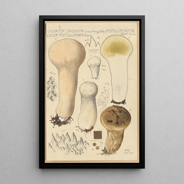 Calvatia saccata var Pistilliformis - Hans Baldung — inramlat konstverk på väggen