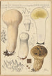 Calvatia saccata var Pistilliformis - Hans Baldung — vy av konstverket