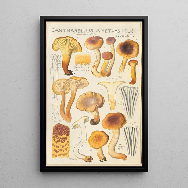 Cantharellus amethysteus - Hans Baldung — inramlat konstverk på väggen