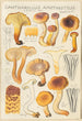 Cantharellus amethysteus - Hans Baldung — vy av konstverket