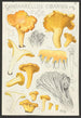 Cantharellus cibarius Fr - Hans Baldung — vy av konstverket